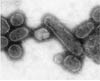 Firms build contingency plans for flu pandemic