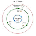 ITIL Service Lifecycle (cog/wheel)